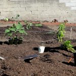 How to Prepare Soil for Gardening