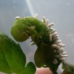 10 Garden Pests & How To Organically Control Them
